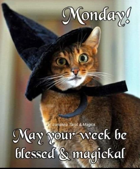 Monday Morning Greetings, Weekly Greetings, Beautiful Witches, Living In An Apartment, Happy Halloween Quotes, Funny Good Morning Memes, Monday Post, Monday Wishes, Black Friday Funny