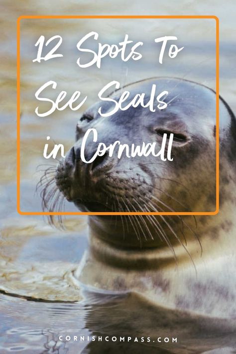 Seal in water. Things To Do In Cornwall, Best Location, Seals, Cornwall, Habitat, The Good Place, Things To Do, Good Things