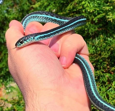 CBB Blue Striped Garters Garter Snake by Garter Guy LLC Dream Snake, Snakes For Sale, Garter Snake, Blue Garter, Cute Snake, Pet Snake, Garters, Pet Store, 귀여운 동물