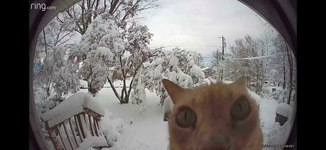 Doorbell Camera Funny, A Few Minutes Later, Derpy Cats, Funny Orange, Orange Kittens, Doorbell Camera, Cat Stands, Orange Cats, Cat Parenting