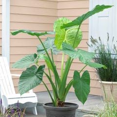 How to Grow Elephant Ears Alocasia Odora, Plant Hanging Basket, Elephant Ear Bulbs, Tuberous Begonia, American Meadows, Elephant Ear Plant, Plant Hanging, Backyard Plants, Container Gardening Flowers