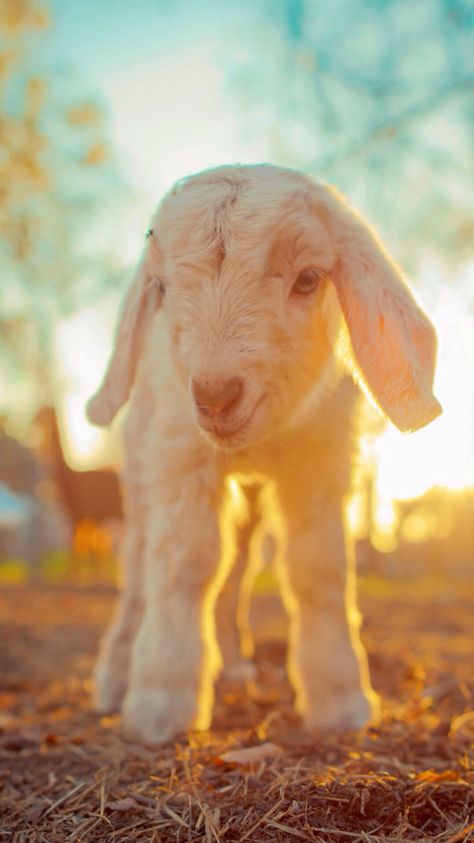 Baby lamb at sunrise. . iOS8 HD wallpaper for iPhone and iPod touch Regnul Animal, Baby Farm Animals, Cute Goats, Baby Lamb, Goat Farming, Baby Goats, Farm Theme, Sweet Animals, The Grass