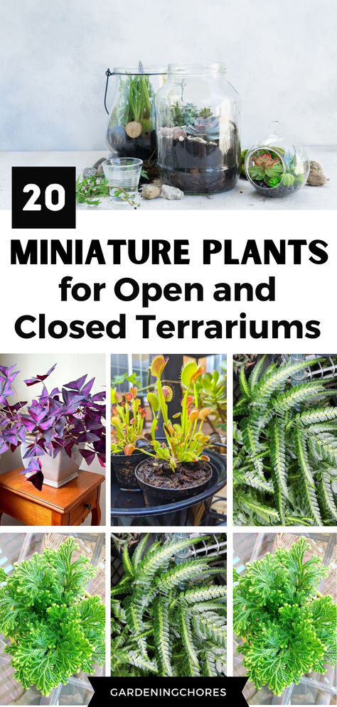 A Step-by-Step Guide on How to Make a Terrarium Diy Terrarium Plants, Good Terrarium Plants, Witch Terrarium Ideas, Dome Terrarium Ideas, Fun Terrarium Ideas, Indoor Plant Terrarium, Good Plants For Terrariums, Best Plants For A Terrarium, How To Make An Open Terrarium