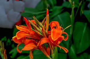 Canna Lily Landscaping, Canna Lily Care, Hydrangea Propagation, Hawaii Plants, Canna Lilly, Tattoos And Placement, Canna Lillies, Dyi Garden, Canna Bulbs