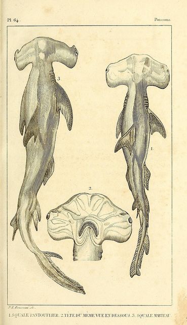 Hammerhead shark illustration Tato Realis, Scientific Drawing, Science Illustration, Shark Art, Hammerhead Shark, Scientific Illustration, Marine Biology, Old Book, Marine Animals