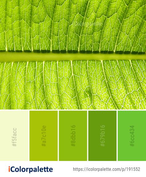 20 Banana Leaf Color Palette ideas in 2020 | iColorpalette Leaf Color Palette, Banyan Leaf, Colored Pencil Drawing Techniques, Coconut Leaves, Color Palette Ideas, Palette Ideas, Palette Inspiration, Green Banana, Plant Images