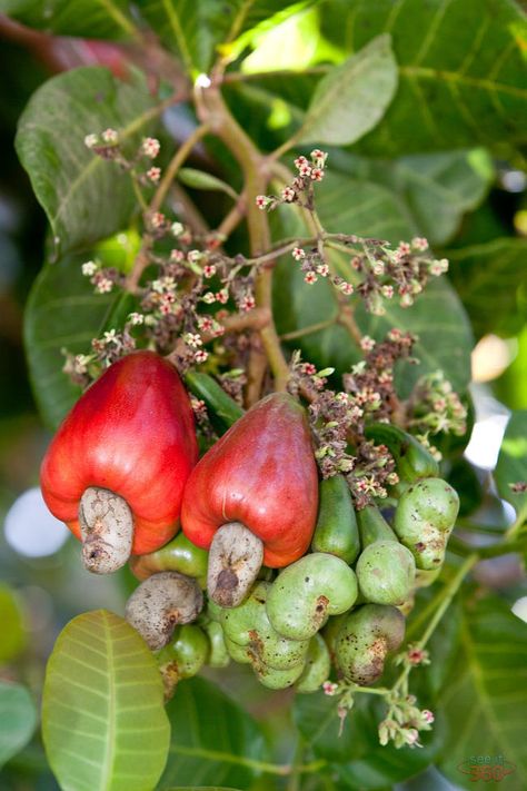 cashew fruit | Cashew Fruit Cashew Fruit, Cashew Tree, 360 Virtual Tour, Evening Meals, Greek Salad, Medicinal Herbs, Heart Health, Eating Plans, Greek Recipes