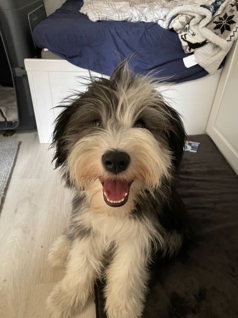 Bearded Collie Puppies, Abby Jimenez, Collie Puppy, Every Dog Breed, Part Of Your World, Collie Puppies, Bearded Collie, Weiner Dog, Fluffy Animals