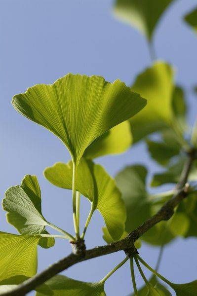 Plantas medicinales: para qué sirven y cuáles son sus beneficios Ginkgo Biloba Tree, Chinese Plants, Maidenhair Tree, Ginko Biloba, Ginkgo Tree, Gingko Leaves, Tree Seeds, Ginkgo Biloba, Ginkgo Leaf