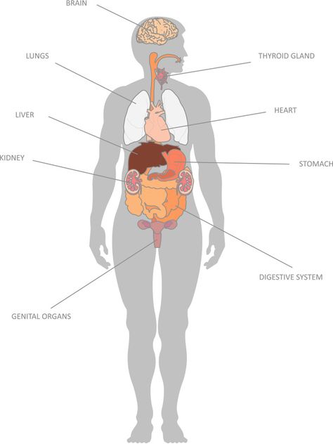 Internal Organs and their Functions #Education #Kids #Organs #Anatomy #Kids Organs And Their Functions, Human Organ Diagram, Body Internal Organs, Human Body Organs Anatomy, Body Organs Diagram, Body Anatomy Organs, Organs Anatomy, Human Anatomy Picture, Human Anatomy Chart