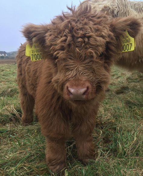 Pet Cows, Cow Photos, Mini Cows, Baby Farm Animals, Fluffy Cows, Cow Pictures, Highland Cows, Wildlife Photographer