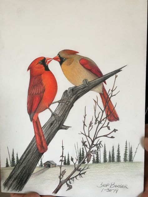 Cardinal Drawing Sketches, Cardinal Nails, Cardinal Drawing, Cardinal Pair, Cardinal Birds Art, Cardinal Art, Red Bird Tattoos, Tiny Bird Tattoos, Cardinal Tattoos