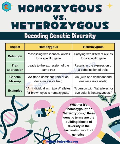 Homozygous vs. Heterozygous: Implications for Genetic Inheritance - English Study Online Heterozygous And Homozygous, Homozygous Vs Heterozygous, Biology 101 Study Guides, Inheritance Biology, Biology Topics, Mendelian Inheritance, Science Prints, Genetic Inheritance, Human Genetics