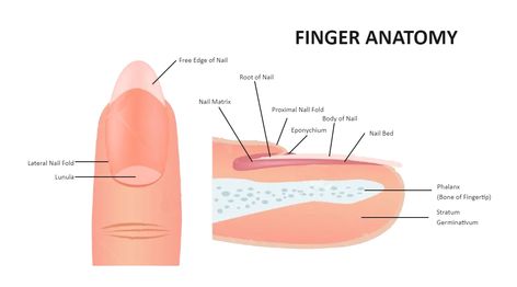 Nail Diagram Nail Anatomy Project, Nail Diagram, Nail Anatomy Diagram, Finger Anatomy, Parts Of The Nail Anatomy, Integumentary System Diagram, Oogenesis Diagram, Nail Anatomy, Science Diagram