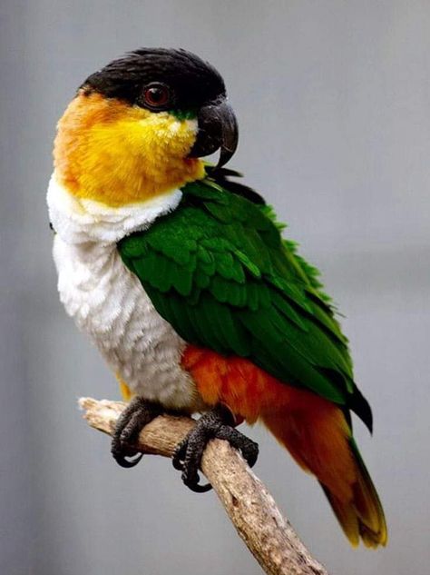 Caique Parrot, Black Headed, Parrot Pet, Colourful Birds, Birds Parrots, Macaw Parrot, Parrot Toys, Parakeets, Parrot Bird