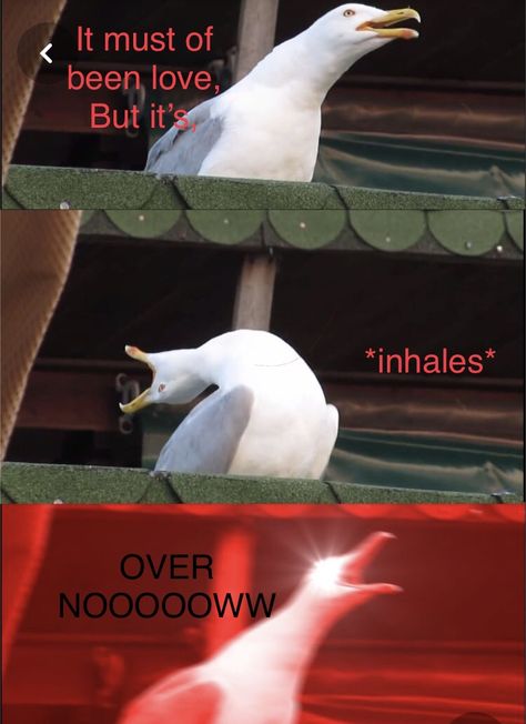 Singing inhaling seagull Screaming Meme, Scream Meme, Duck Wallpaper, Singing Bird, Cute Animal Memes, Funny Duck, Bird Photos, Random Memes, Bird Photo