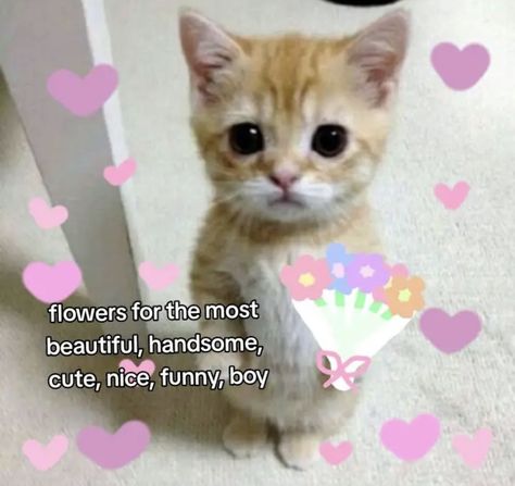 You Are Handsome, Funny Compliments, Cute Cat Memes, Birthday Quotes Funny For Him, Cute Love Memes, Boys Sticker, Relatable Crush Posts, Silly Cats Pictures, Boyfriend Memes