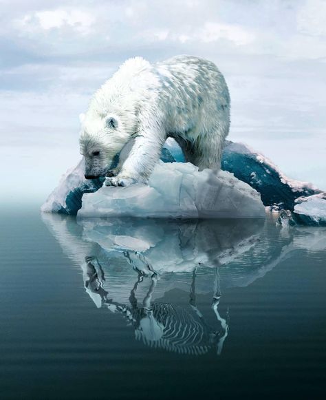 Whimsical And Dreamlike Photo Manipulations By Boby Atmajaya Willow Project, Yuumei Art, Urs Polar, Polar Bears, Amazing Animals, 영감을 주는 캐릭터, Save Earth, Environmental Art, Ecology