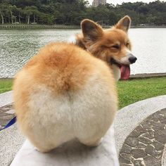 Corgi Sploot, Corgi Funny, Corgi Butts, Cute Animals, Puppies, Funny, Dogs, Animals