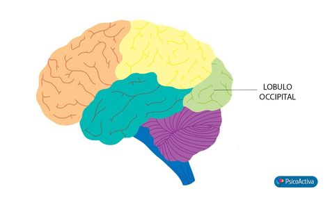 lobulo occipital Collage, Pins