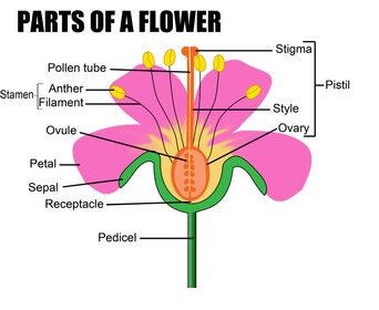 Part Of Flower, Anatomy Of Human, Science Exhibition Projects, Flower Parts, Plants Worksheets, Human Cells, Plants Illustration, Plant Structure, Plant Study