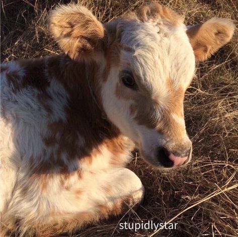 Pet Cows, Fluffy Cows, Baby Cows, Pretty Animals, Cute Animals Images, Silly Animals, Fluffy Animals, Cute Wild Animals