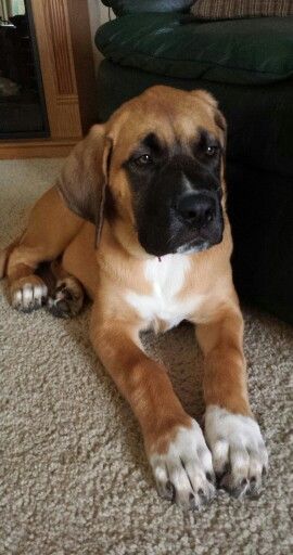 Ellie 16 weeks <3 St Bernard/English mastiff mix (St.Bermastiff) Biggest Dog Breeds, Bullmastiff Puppies For Sale, Mastiff Mix Dogs, Ambullneo Mastiff, Mixed Dogs, Tibetan Mastiff Puppy Baby, English Mastiff Aesthetic, Mastiff Mix, Biggest Dog