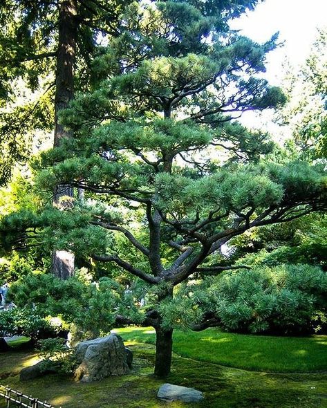 The Tree Center on Instagram: “Japanese Black Pine is a wonderful rugged pine, with an irregular form, and wide, almost horizontal branches. It grows between 20 and 60…” Japanese Black Pine Tree, Pinus Thunbergii, Black Pine Tree, Japanese Black Pine, Landscape Gardening, Stone Steps, Landscape Stone, Black Pine, Japanese Garden Design