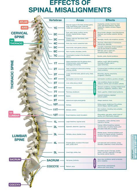 Spinal Nerves Anatomy 654 Spinal Nerves Anatomy, Nerves Anatomy, Spinal Misalignment, Nerve Anatomy, Pressure Point Therapy, Joints Pain Remedy, Facial Bones, Cervical Spondylosis, Basic Anatomy And Physiology