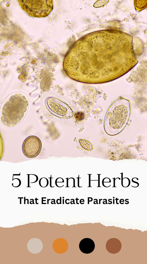 5 Herbs To Remove Parasites.Looking to rid your body of unwanted parasites? Discover the top herbs for a powerful parasite cleanse. Shop now and say goodbye to these unwelcome guests for good! Remove Parasites Naturally, How To Parasite Cleanse, Parasitic Cleanse, Get Rid Of Parasites Naturally, Parasites Cleanse, Removing Parasites Naturally, Parasite Cleanse Herbs, Natural Parasite Cleanse Recipes, Natural Parasite Cleanse