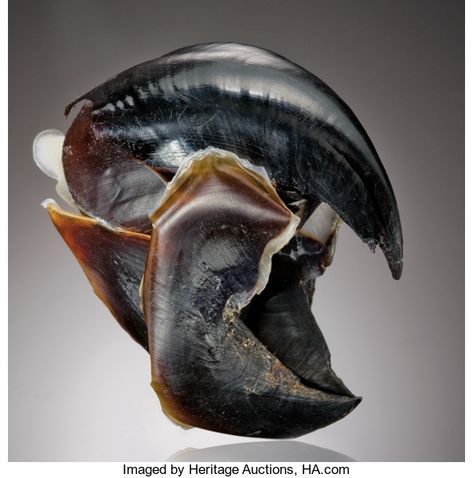 Squid Beak, Humboldt Squid, Colossal Squid, Badass Pictures, Giant Squid, Crustaceans, Sea Monsters, Zoology, Weird Animals