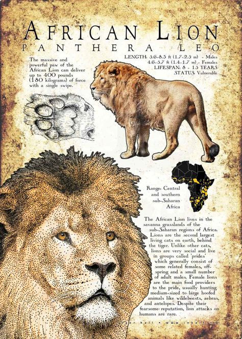 African Lion Brazil Animals, Informative Poster, Animals Poster, Lion Poster, Tropical Animals, African Lion, Cats Artists, Mountain Lion, Animal Facts