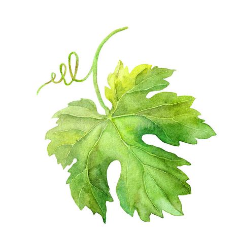 Vine Watercolor, Wine Leaves, Vine Drawing, Grape Tree, Grape Painting, Nature Picture, Leaf Illustration, Illustration Botanique, Vine Leaves