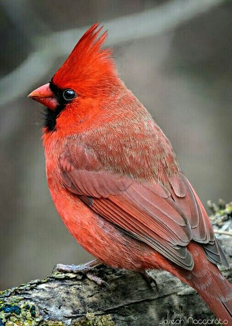 Songbirds - Northern Cardinal male. Cardinal Pictures, Cardinals Birds, Cardinal Birds Art, Cardinal Tattoos, Cardinal Christmas, Northern Cardinal, Bird Photos, Bird Silhouette, Cardinal Birds