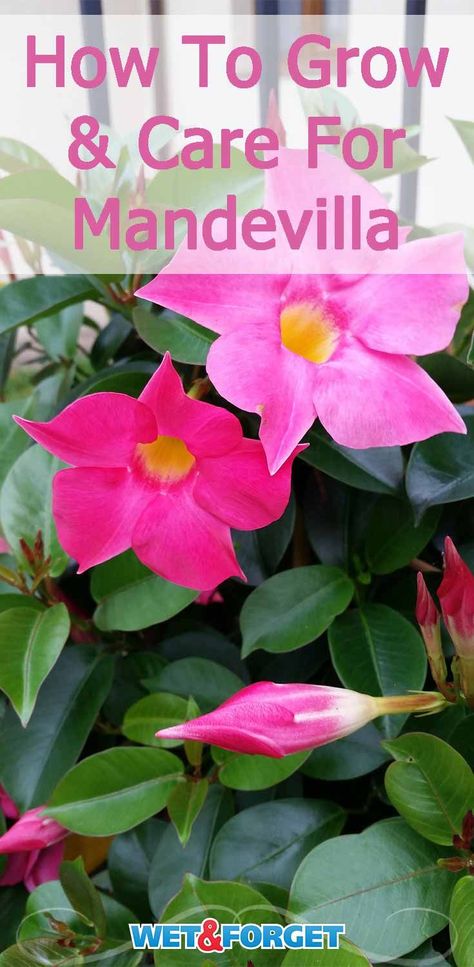 Mandevilla Plants, Mandeville Plant, Mandevilla Vine, Patio Gardening, Garden Tropical, Decorative Plants, Tropical Flower Plants, Florida Gardening, Easy Plants To Grow