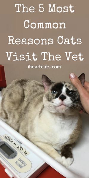 Does your cat ever go to the vet for these reasons? Clean Cat Ears, Benadryl For Cats, Senior Cat Care, Cat Medicine, Older Cats, Outdoor Cat, Cat Care Tips, Kitten Care, Indoor Cats