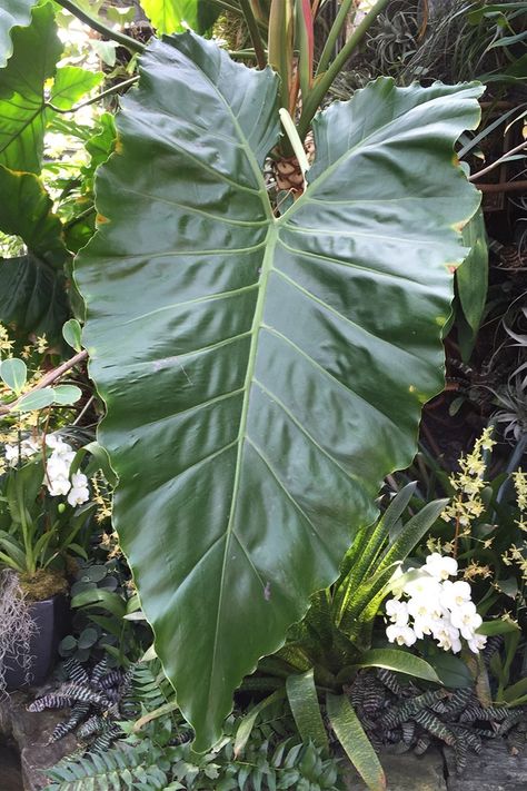 How to create a tropical garden | Better Homes and Gardens Tropical Garden Plants, Small Tropical Gardens, Plane Trip, Clumping Bamboo, Tropical Retreat, Gazebo Roof, Zebra Plant, Australian Garden, Big Leaves