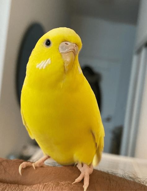 Your Guide to Budgie Colors: What Color is Your Budgie? - The Budgie Academy Budgie Colors, Painting Parrot, Budgies Parrot, Green Budgie, Parrot Craft, Parrot Tattoo, Budgie Bird, Blue Budgie, Budgies Bird