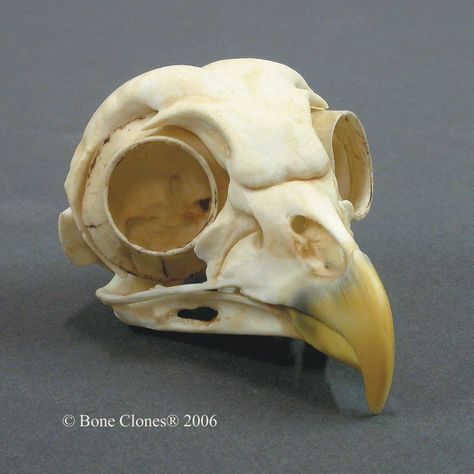 Owl Skull, Skull Reference, Animal Skeletons, Human Bones, Barred Owl, Vulture Culture, Animal Bones, Bird Skull, Arte Inspo