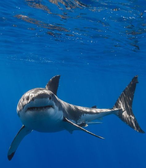 Cute Sharks Real, Shark Refrences, Shark Reference Photo, Shark Front View, Shark Athstetic, Sharks In Water Aesthetic, Shark Cage, Shark Cage Diving, Shark Tale