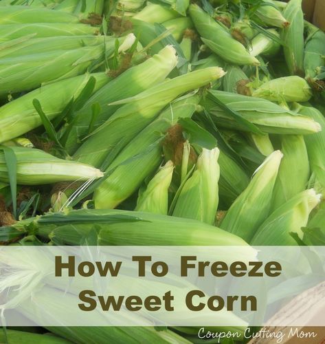 Enjoy Sweet Corn Year Round When Your Put It In Your Freezer Freezing Fresh Corn, Freezing Veggies, Freezing Corn, Freezer Ideas, Corn Off The Cob, Freeze Food, Freezing Vegetables, Food Preserving, Freezing Food