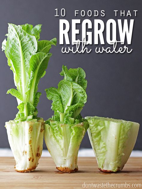 Lettuce Regrow, Regrow Lettuce, Regrow Celery, Gemüseanbau In Kübeln, Regrow Vegetables, Indoor Vegetables, Indoor Vegetable Gardening, Paneer Tikka, Gardening Trends