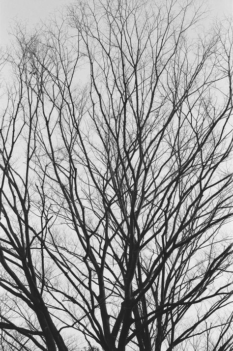 Photo Boards, Black And White Aesthetic, Bw Photo, White Aesthetic, Aesthetic Photo, Nature Pictures, Trees, Abstract Artwork, Wonder