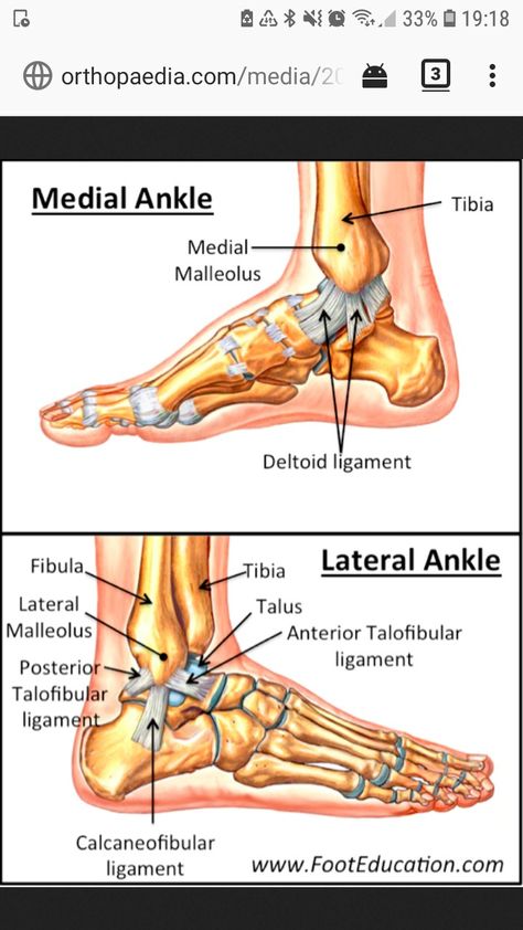 Foot Pain Relief Remedies, Ankle Anatomy, Human Body Vocabulary, Ankle Exercises, Human Body Organs, Foot Anatomy, Ligament Tear, Basic Anatomy And Physiology, Health Articles Wellness