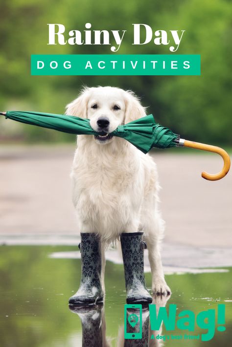 Rainy Day Dog Activities, Activities For Dogs, Dogs Diy Projects, Parent Tips, Dog Diy, Dog Bed Mat, Dog Enrichment, Pet Kennels, Dog Ramp