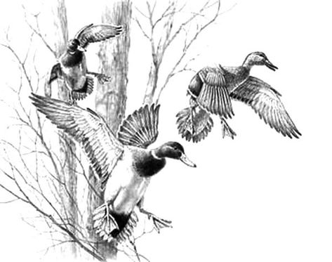 Mallard Duck Coloring Pages Duck Hunting Tattoos, Duck Paintings, Hunting Drawings, Waterfowl Art, Duck Tattoos, Hunting Decal, Hunting Tattoos, Duck Drawing, Hunting Art