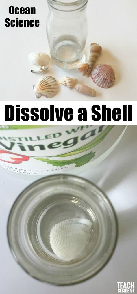 Ocean Science: Dissolve a sea shell with this acid-base experiment.  Great for sea or ocean units, nature study and chemistry experiments!  via @karyntripp Ocean Science Experiments, Science Camp, Ocean Science, Ocean Activities, Chemistry Experiments, Acid Base, Ocean Kids, Kid Experiments, Science Activities For Kids