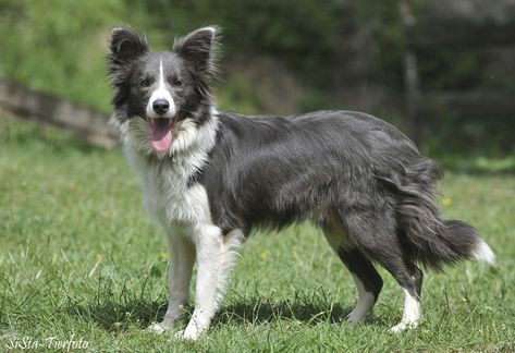 Blue and white Border Collie (diluted bicolor dog). Blue = diluted black. Border Collie Facts, Blue Border Collie, Border Collie Colors, Border Collie Art, White Border Collie, Gray Dog, Grey Slate, Border Collie Puppies, Collie Puppies