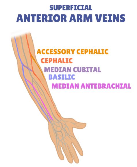 Anterior-arm-veins-IV-insertion-website-min Iv Sites Nursing, Iv Tips And Tricks, Nursing Iv, Iv Insertion, Phlebotomy Study, Arteries Anatomy, Arm Veins, Nursing Knowledge, Nurse Skills