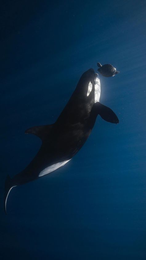 Uncharted Expeditions | A humbling moment to witness! Although heartbreaking to see this poor sea turtle fighting for its life, without a chance to even move as… | Instagram Orca Whales Photography, Orca Wallpaper, Ocean Creatures Art, Deep Sea Life, Wild Animal Wallpaper, Conservation Biology, Beautiful Sea Creatures, Orca Whales, Aquatic Animals